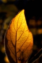 A! Botanischer Garten WTL20151102_0073 als Smartobjekt-1 Kopie